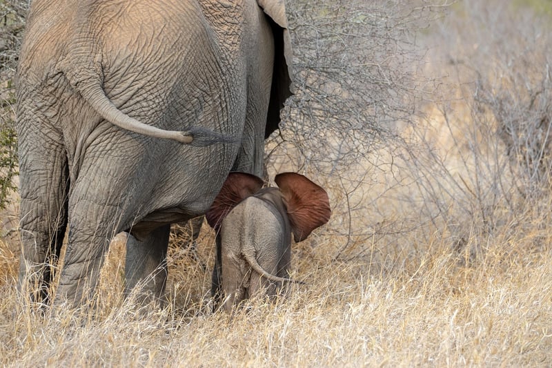Safari Lodges in South Africa